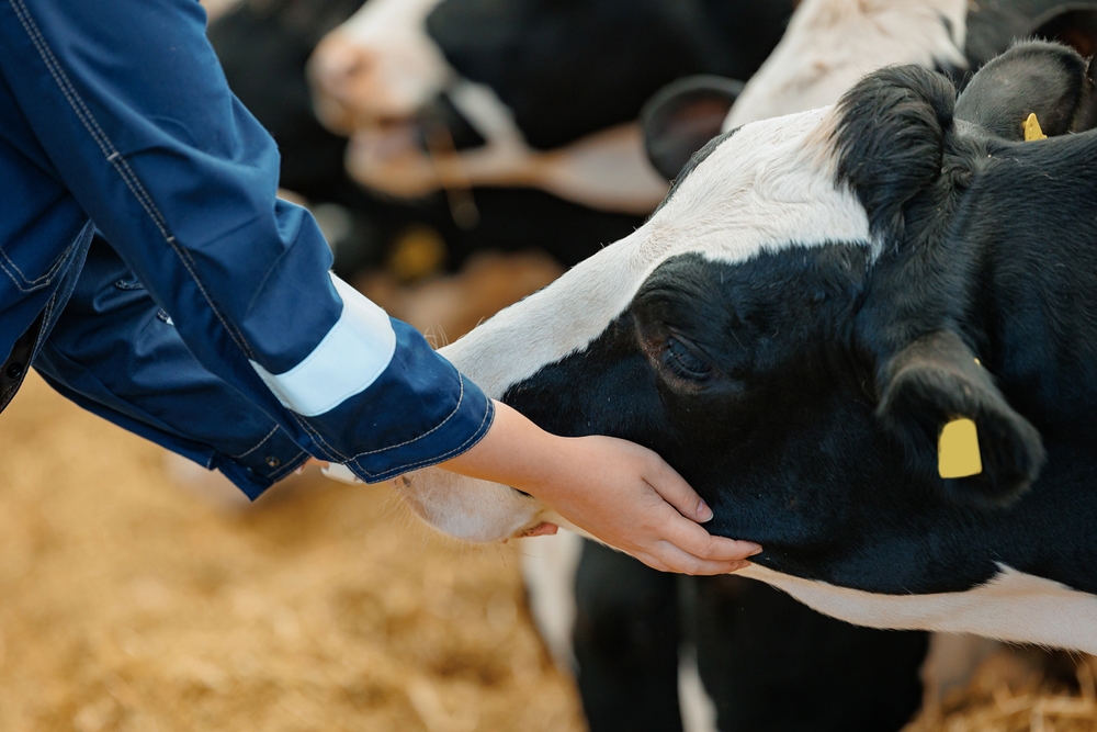 Bovine surgery