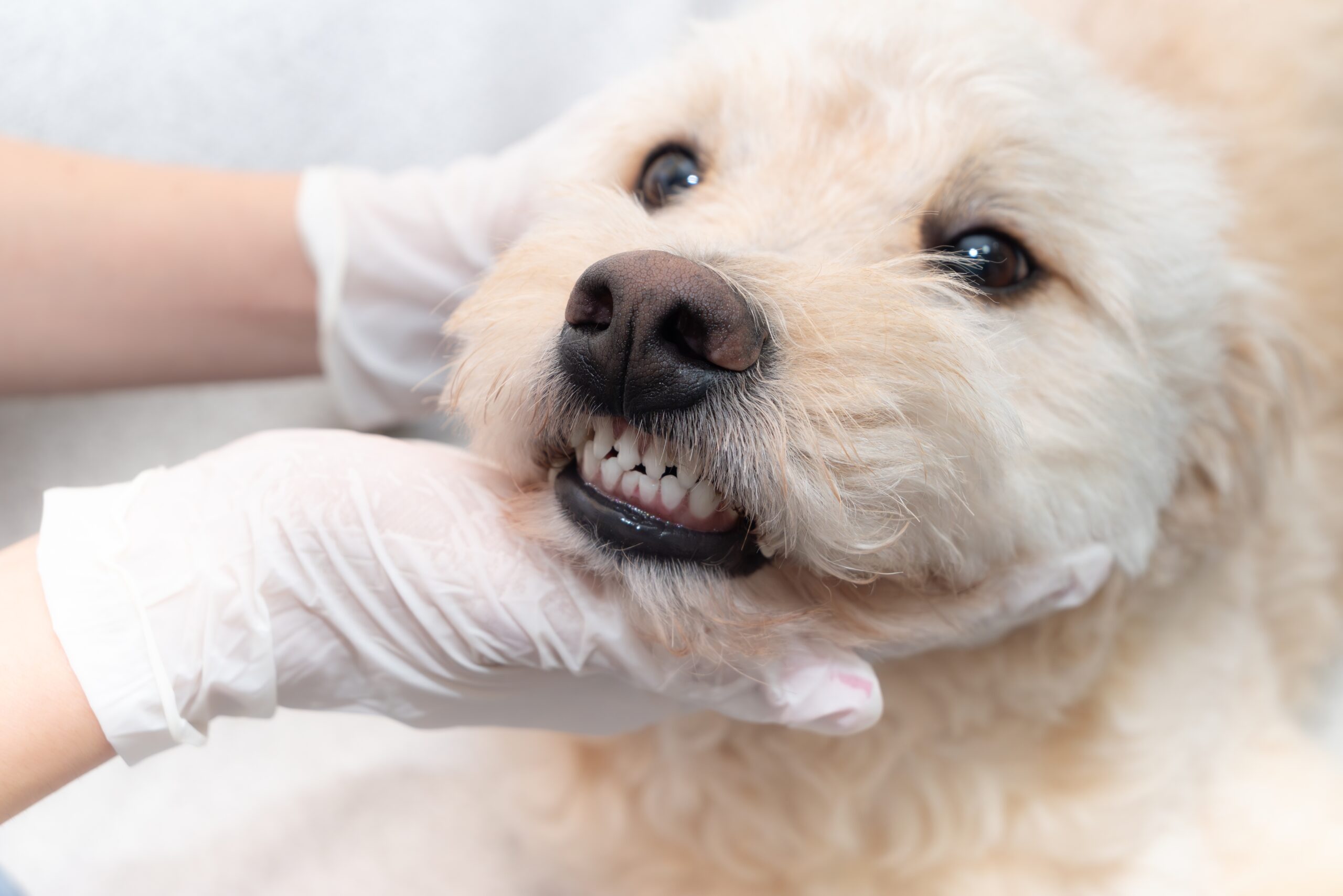 Veterinary dental surgery