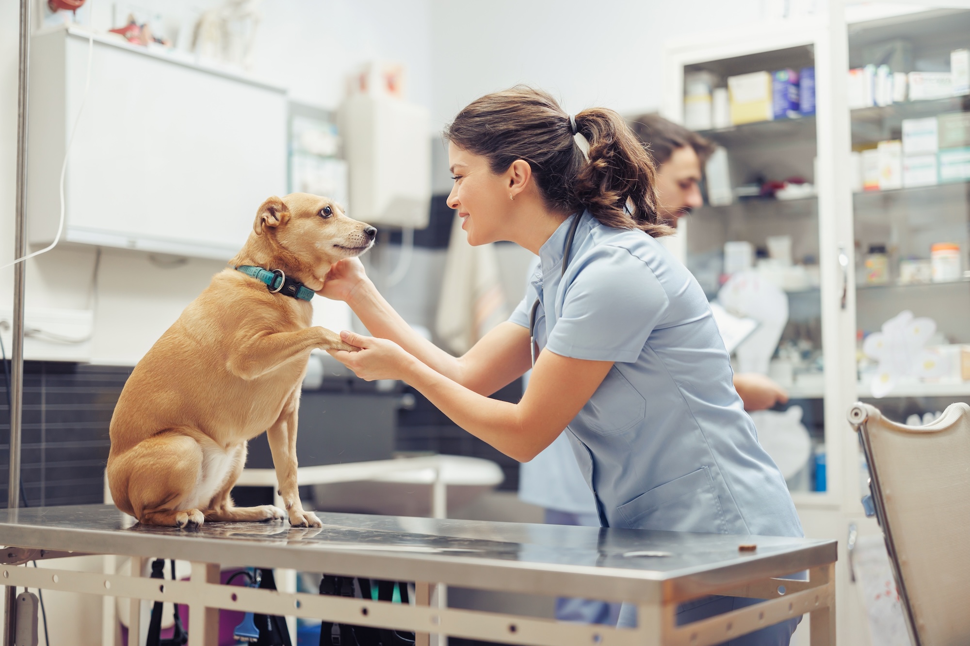 Veterinary clinic